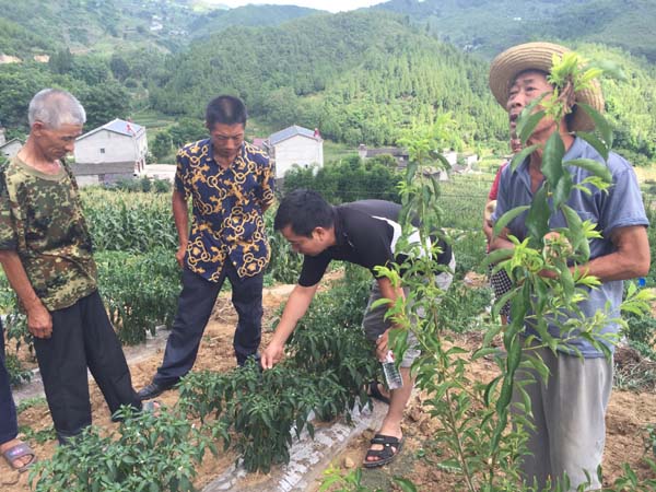 重慶確保晚秋作物播栽面積達500萬畝以上